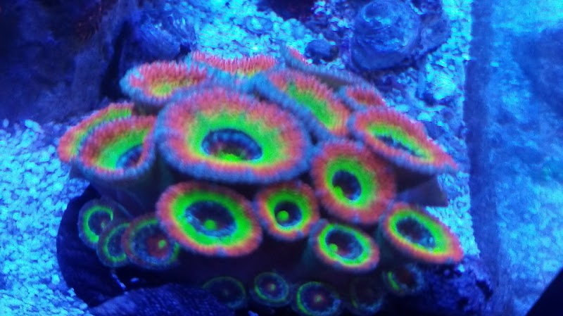 Robert's Reef - Photo 2