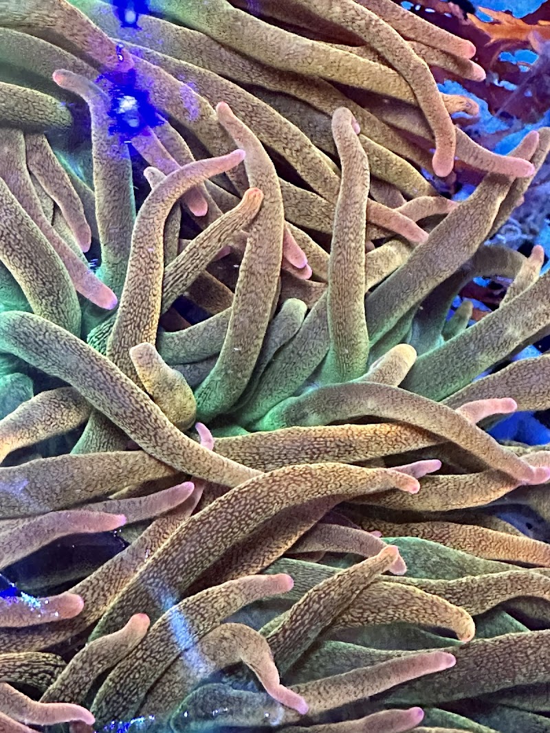 Robert's Reef - Photo 4