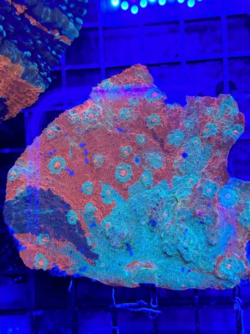 Robert's Reef - Photo 5