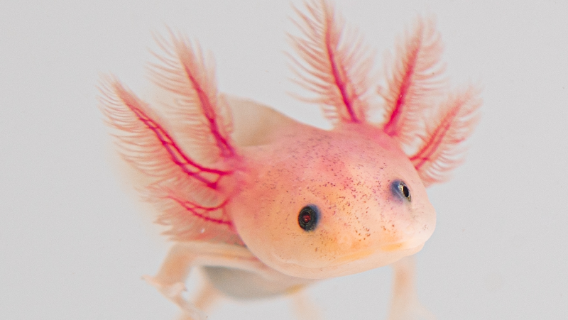 Axolotl Planet - Photo 2