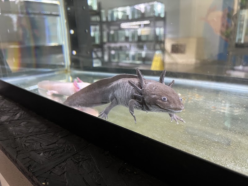 Axolotl Planet - Photo 4