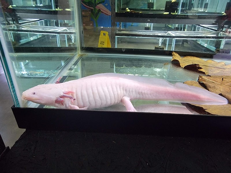 Axolotl Planet - Photo 5