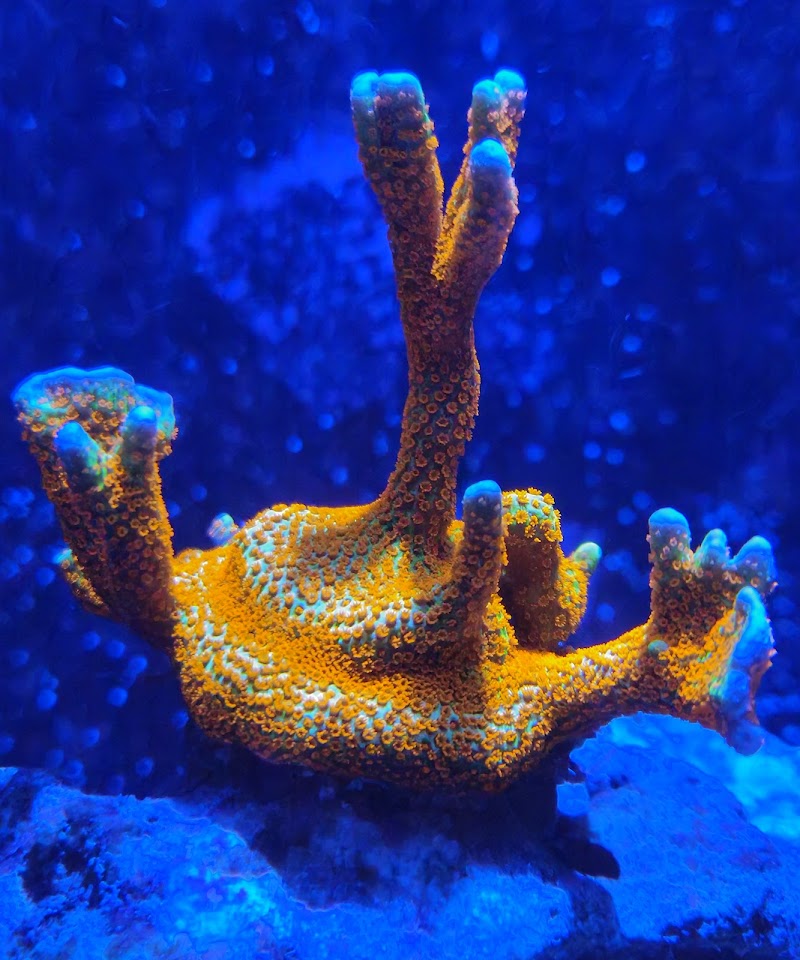 Seaworthy Aquatics - Photo 3