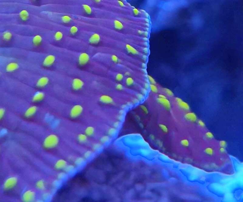 Seaworthy Aquatics - Photo 4