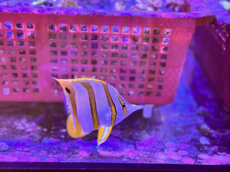 Seaworthy Aquatics - Photo 5