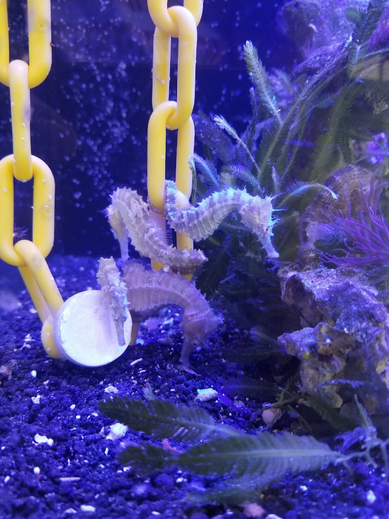 OceanLife Aquariums - Photo 3