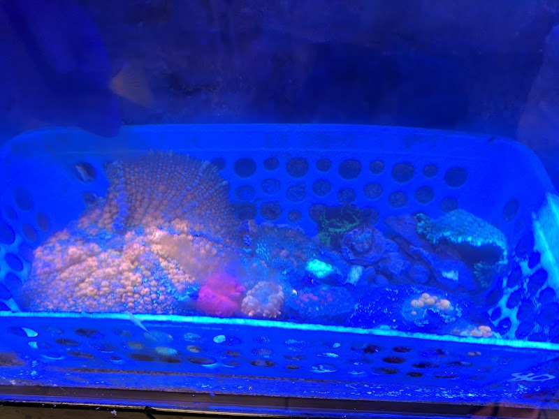 OceanLife Aquariums - Photo 4