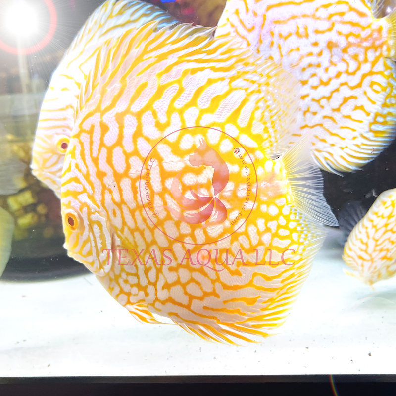 Texas Aqua—Aquarium Fish Store Houston TX - Photo 3