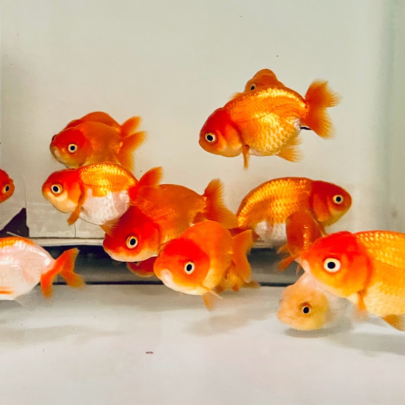 Texas Aqua—Aquarium Fish Store Houston TX - Photo 4