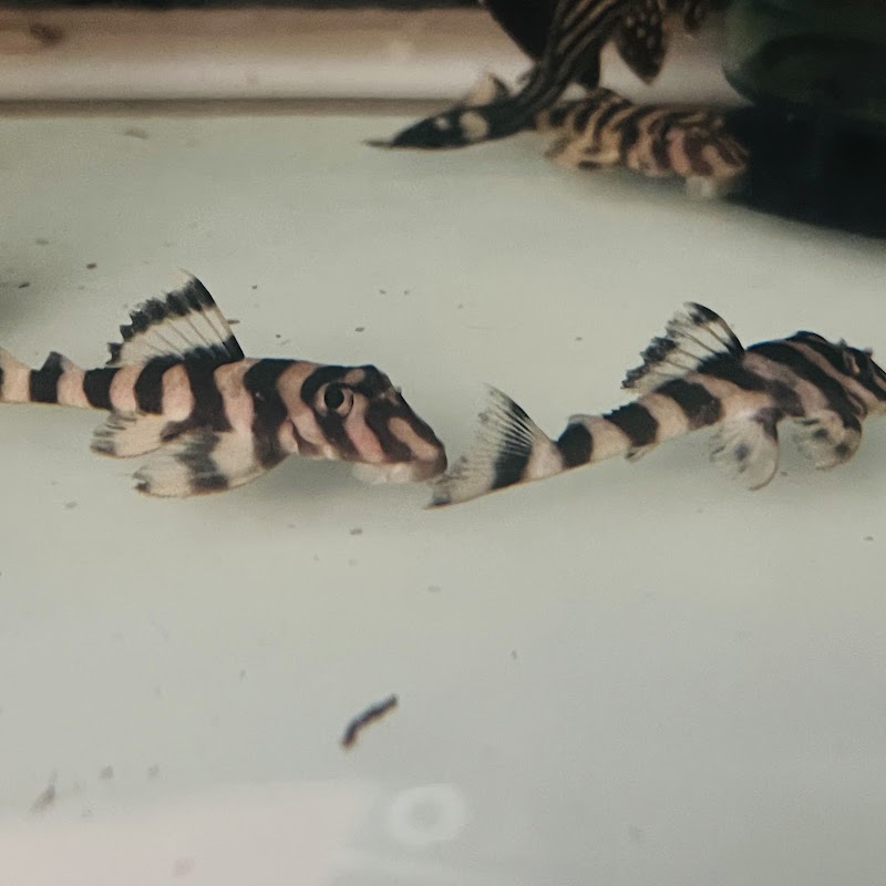 Texas Aqua—Aquarium Fish Store Houston TX - Photo 5