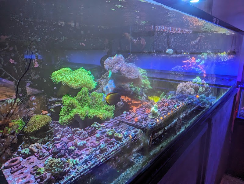 Kung Fu Corals - Photo 2