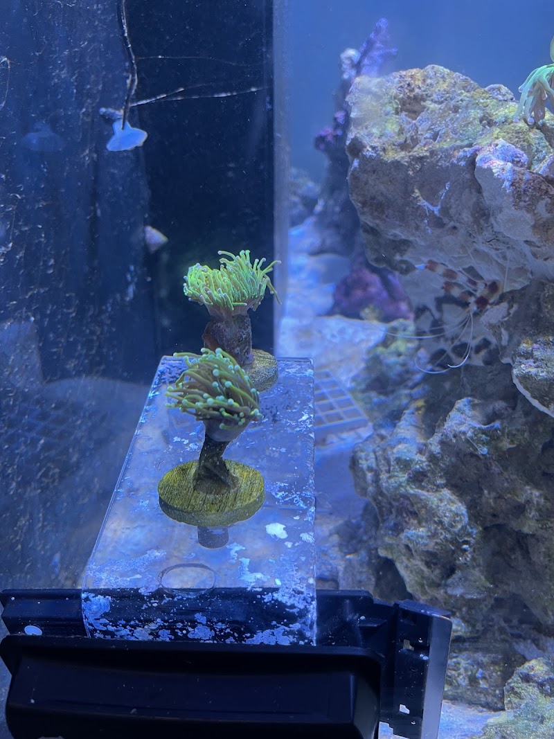 Kung Fu Corals - Photo 3