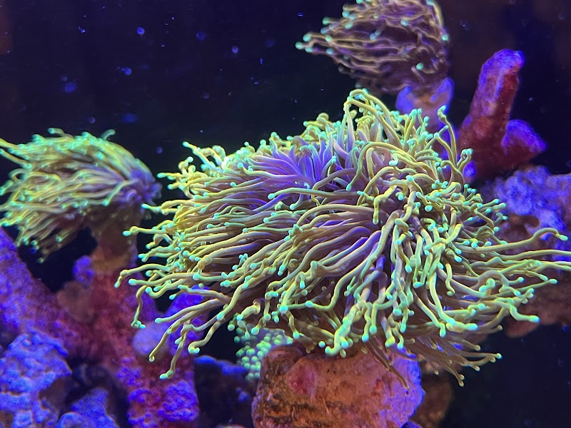 Kung Fu Corals - Photo 4