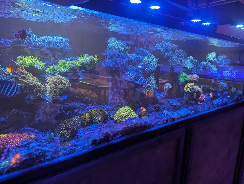 Kung Fu Corals - Photo 5