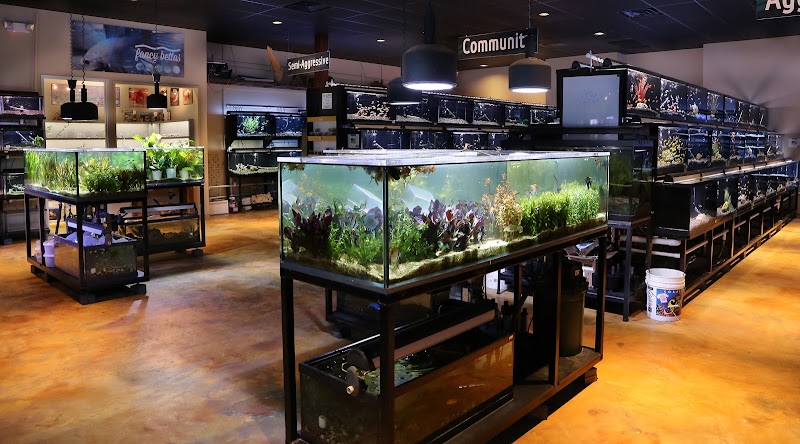 Fish Gallery | Aquarium Superstore - Photo 5