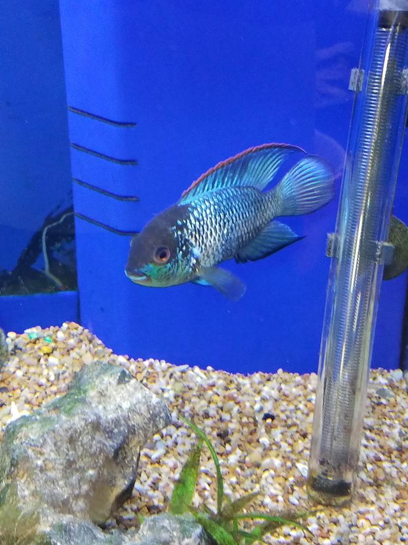Comanche Creek Aquatics & More - Photo 4