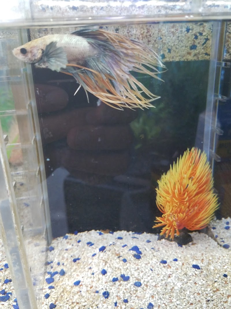 Comanche Creek Aquatics & More - Photo 5