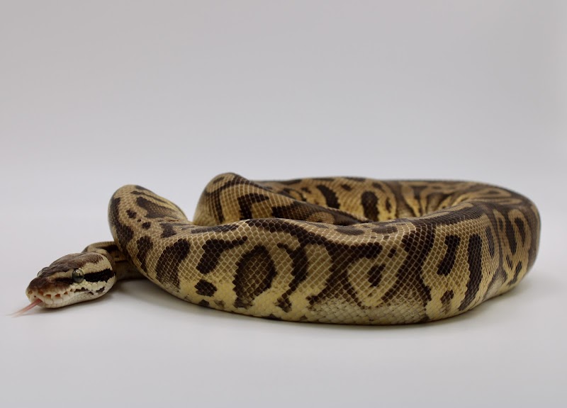 CTX Savage Pet Supply - Photo 3