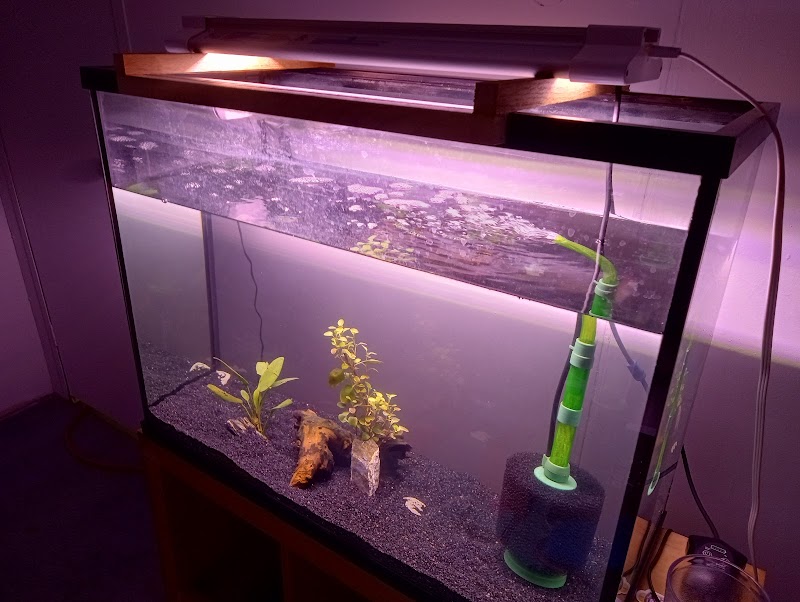 South Seas Aquatics Inc. - Photo 5