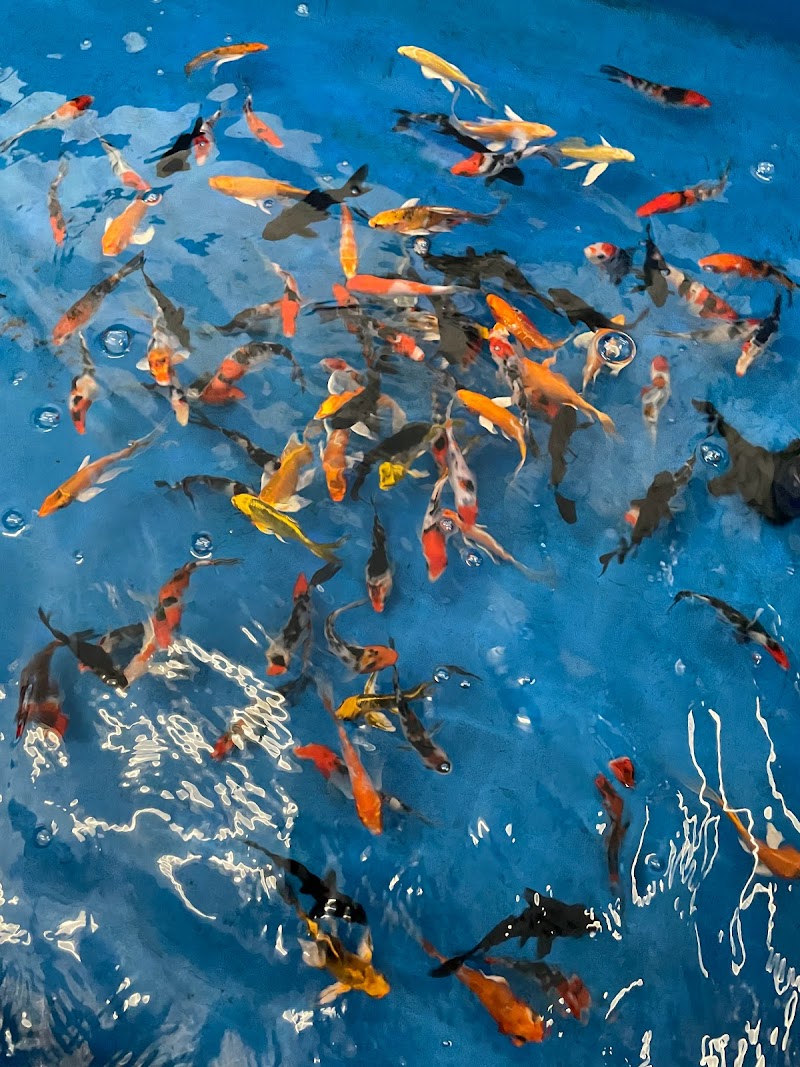 Pet Zone Tropical Fish - Photo 3