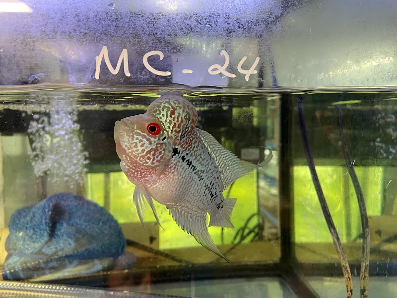 Pet Zone Tropical Fish - Photo 5