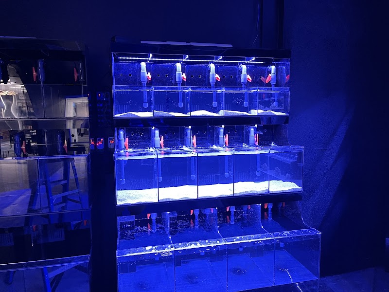 The Fish Bowl - Photo 4