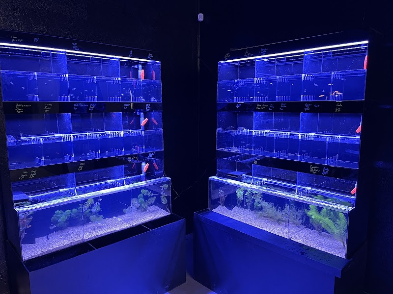 The Fish Bowl - Photo 5