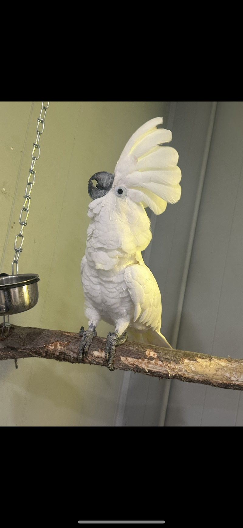 Jumanji Pet Store - Photo 1