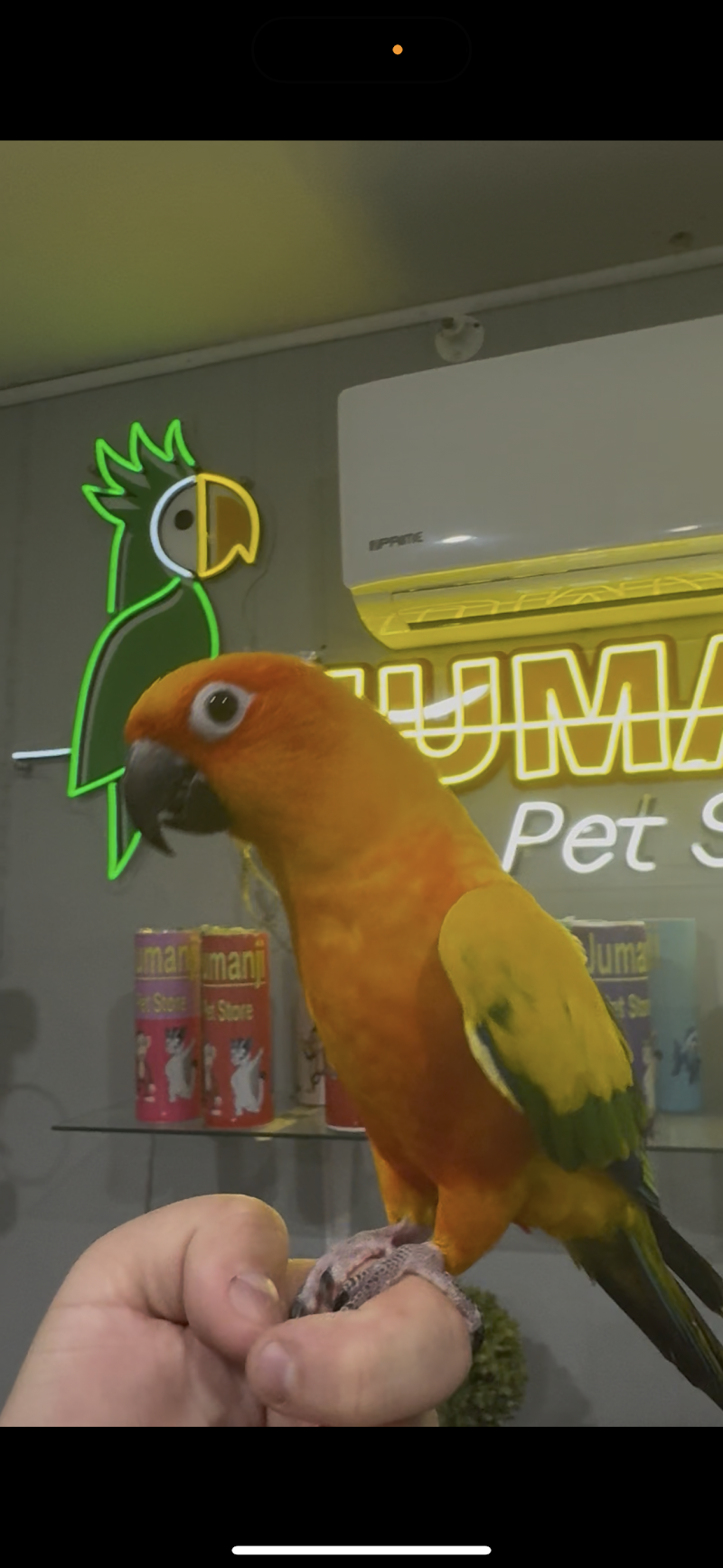 Jumanji Pet Store - Photo 4
