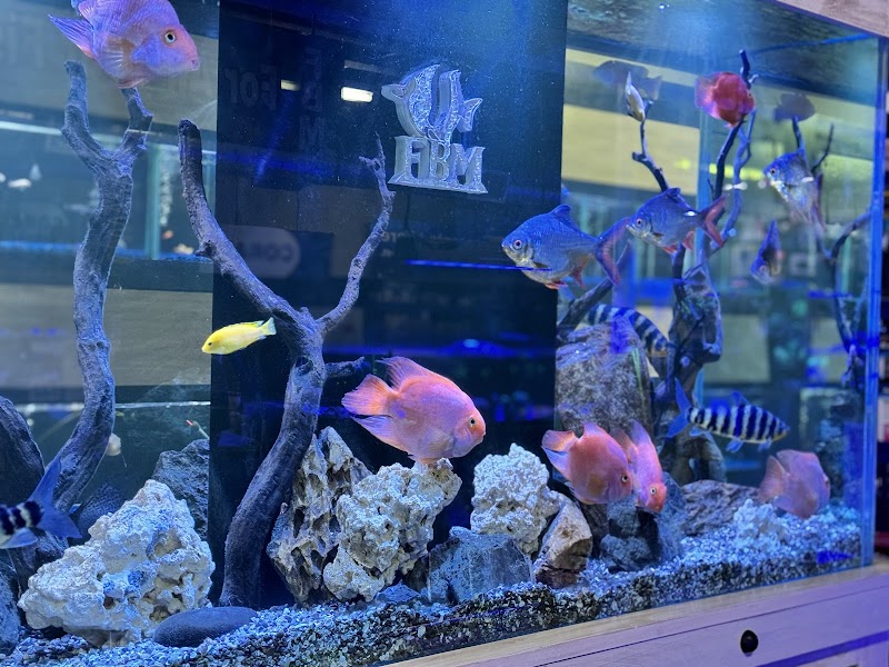 The Fish Bowl and More - Photo 4