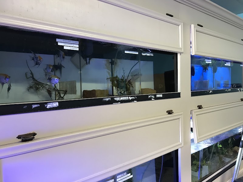 All About Fish - Photo 4