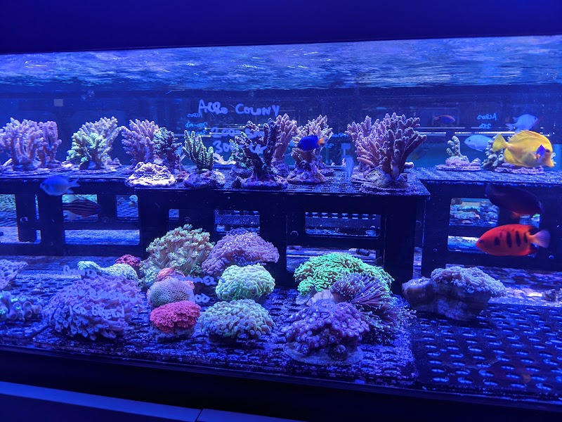 Aquarium Design Group - Photo 2