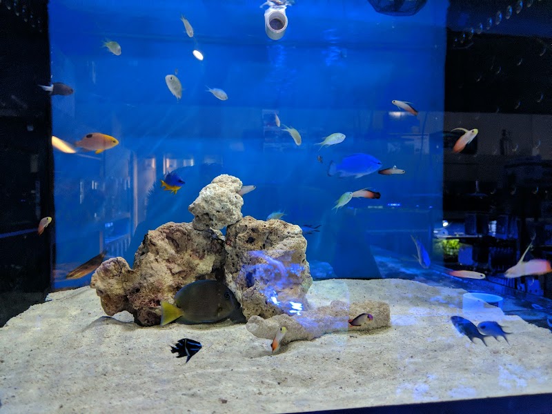 Elegant Reef - Tropical Fish Studio - Photo 3