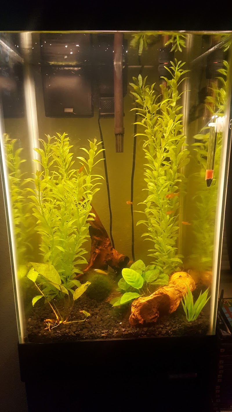 Fintique Tropical Fish Pet Store - Photo 4