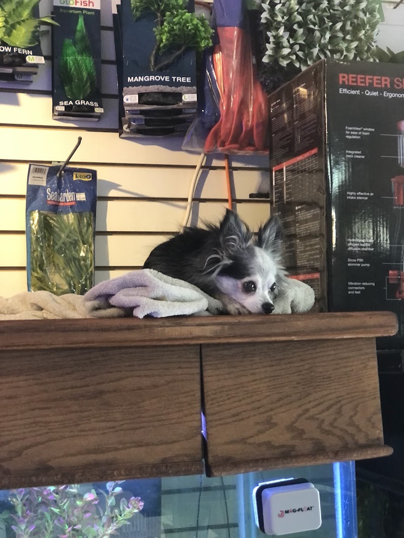 Aquarium Designs - Photo 3