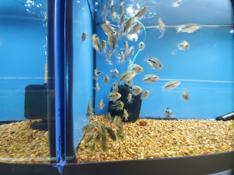 Papa Jim's Tropical Fish - Photo 3