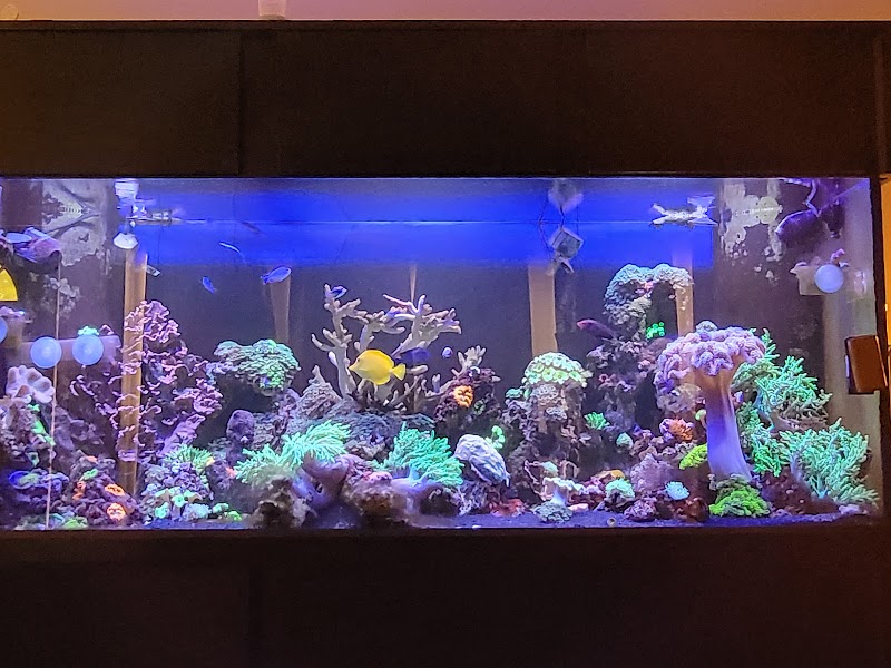 Corals Coral and More - Photo 2