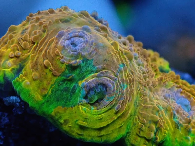 Corals Coral and More - Photo 3