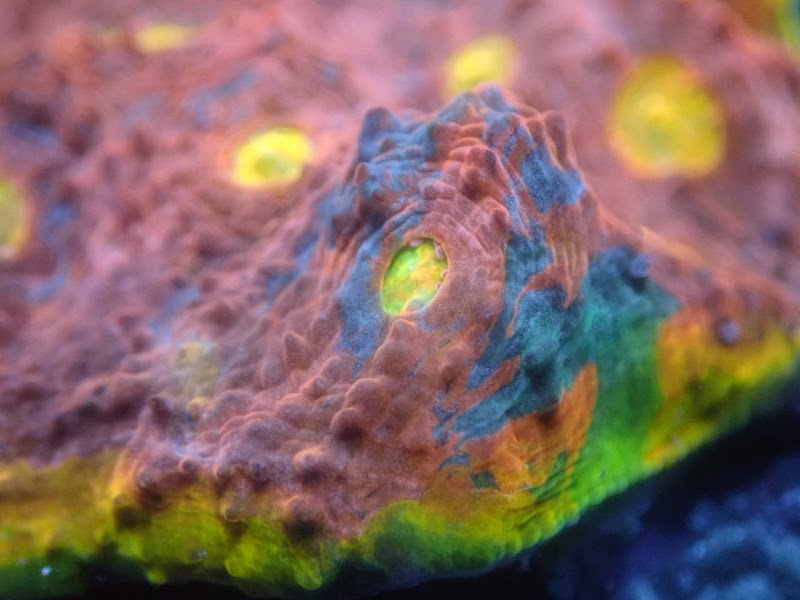 Corals Coral and More - Photo 4