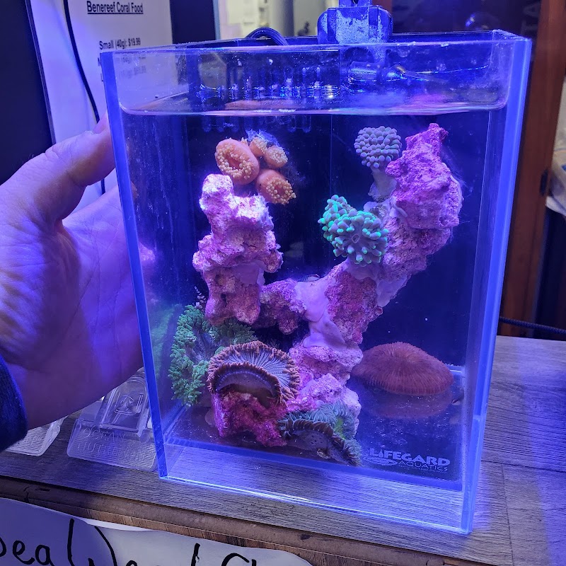 Corals Coral and More - Photo 5