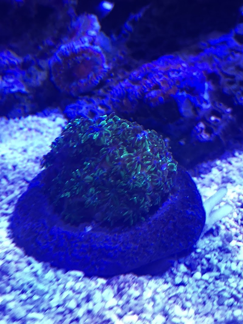 The Fish Tank - Photo 4
