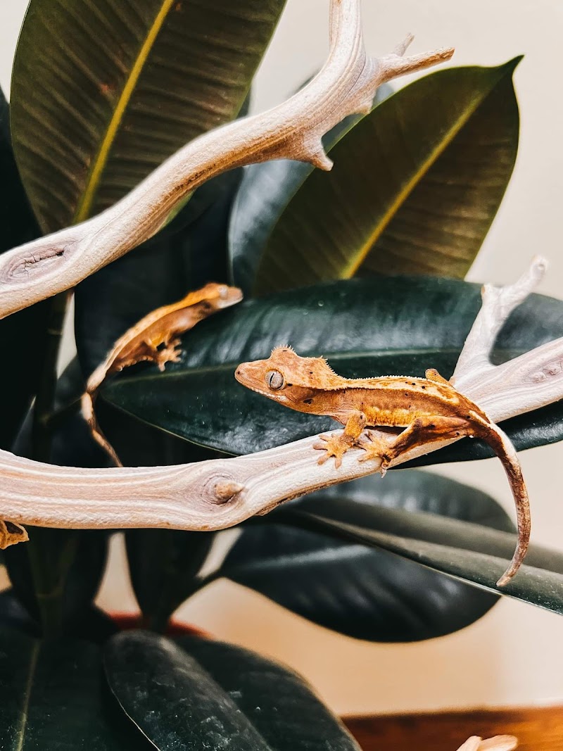 Animal Ark - Photo 4