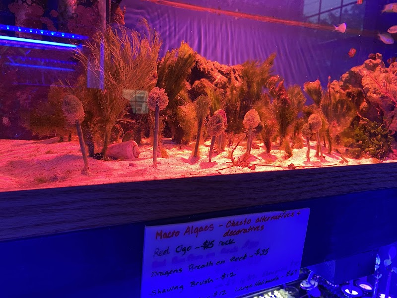 Blue Ribbon Koi & Marine - Photo 1