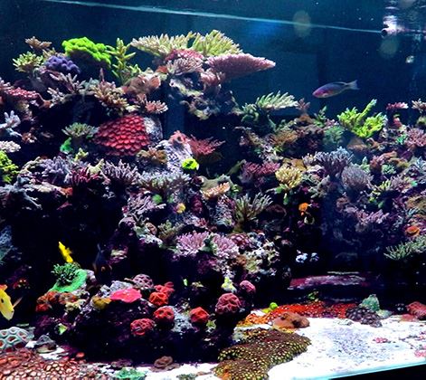 Blue Ribbon Koi & Marine - Photo 2