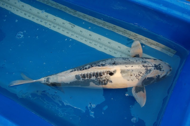 Blue Ribbon Koi & Marine - Photo 3