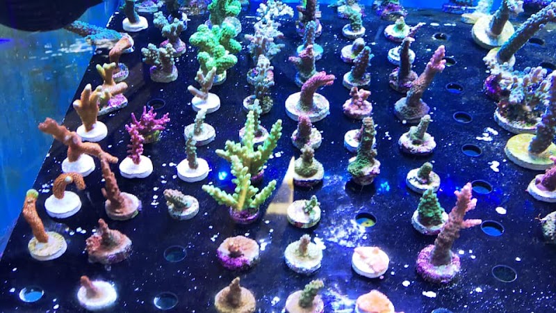 Blue Ribbon Koi & Marine - Photo 4