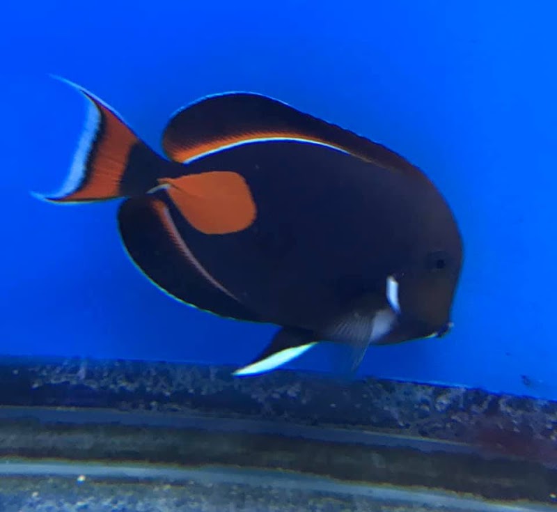 Blue Ribbon Koi & Marine - Photo 5