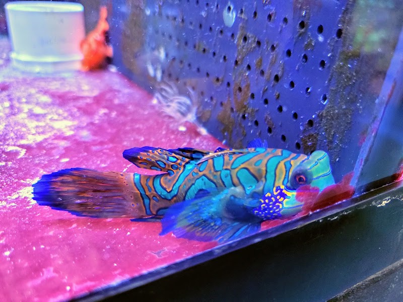 Ultimate Aquariums - Photo 2