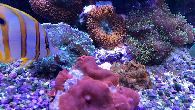 Ultimate Aquariums - Photo 5