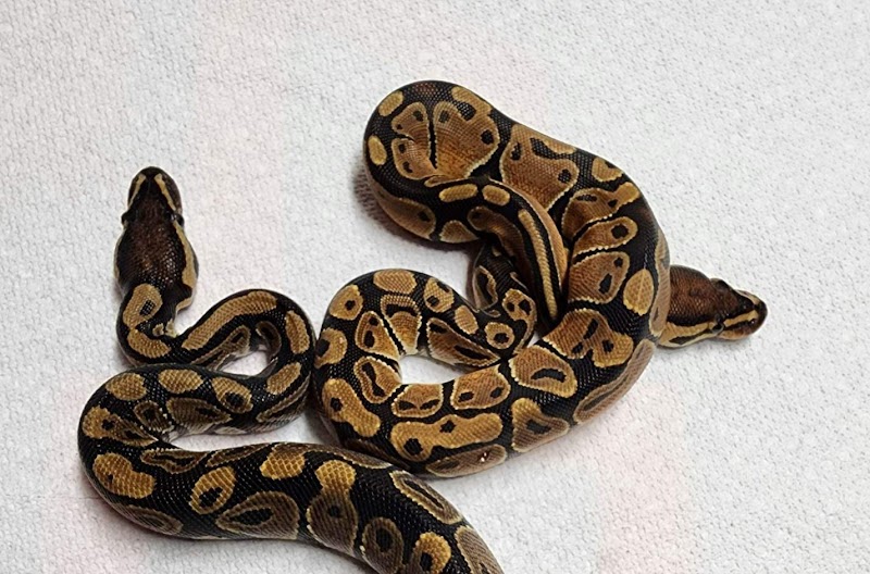 Personal Touch The Fish Superstore - Photo 3